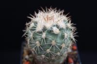 Sclerocactus mesae-verdae SB 303
